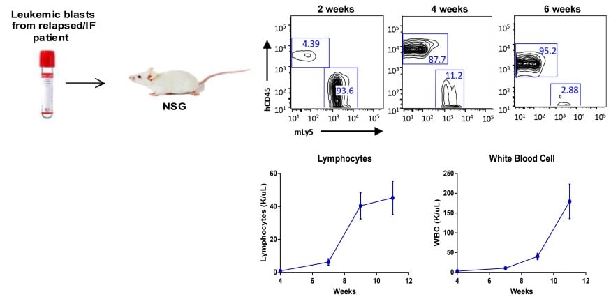 Figure 1. Establishment of patient-derived xenografts from relapsed pediatric T-ALL and ETP-ALL patients