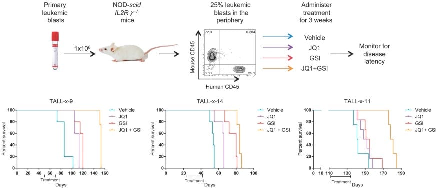 Figure 2. State-of-the-art pre-clinical models implicate epigenetic mechanisms of resistance to NOTCH1 inhibitors in refractory T-cell Acute Lymphoblastic Leukemia.