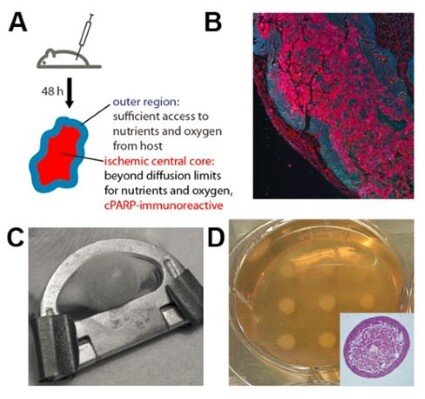 Modeling and characterizing the ischemic tumor