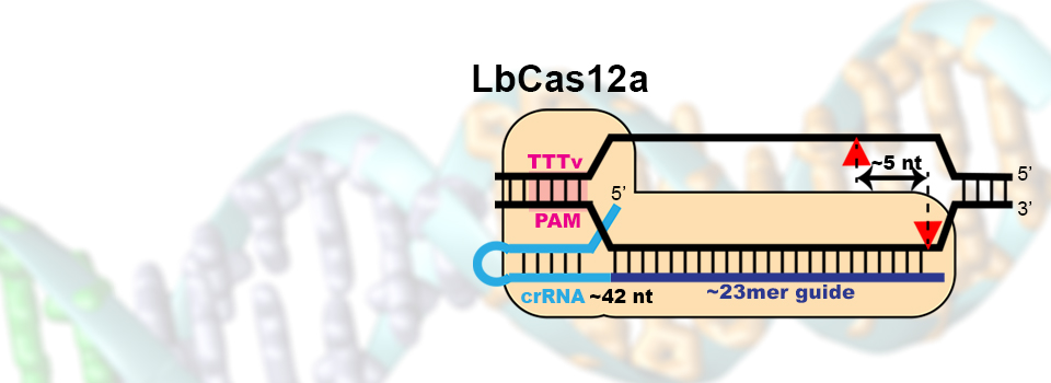 Cas12aHomeSliderPanel2.jpg