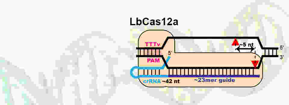 Cas12aHomeSliderPanel2.jpg