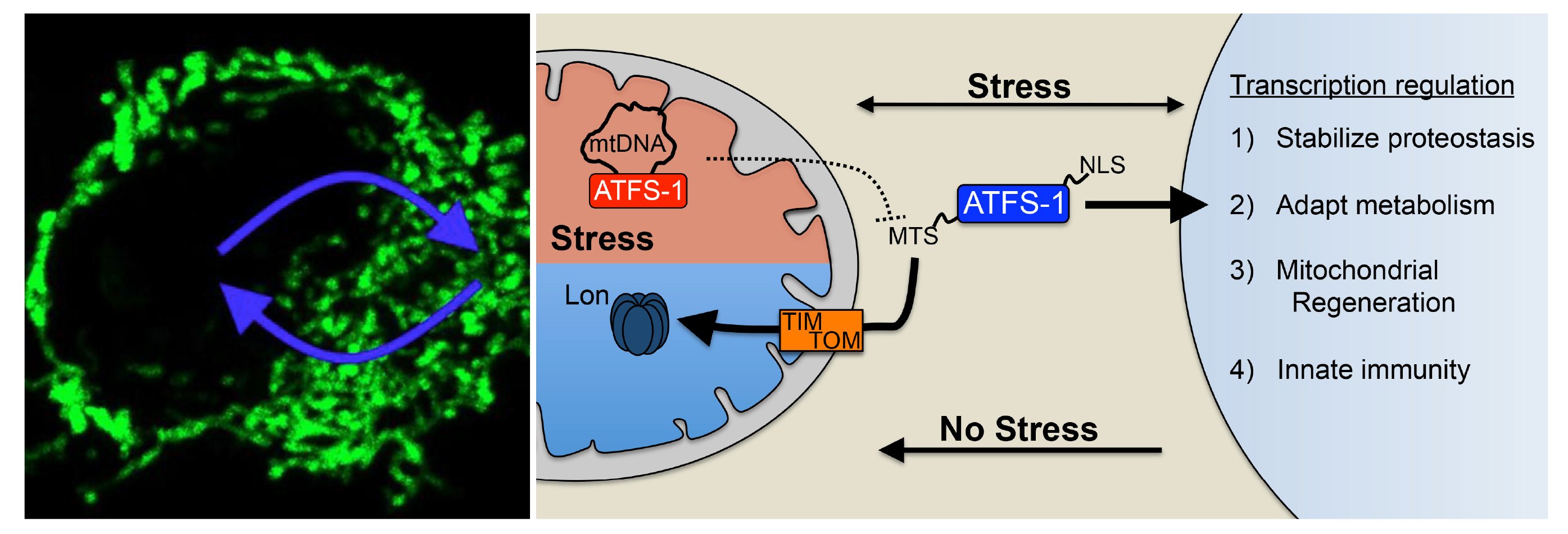 UPRmt signaling and regulation image