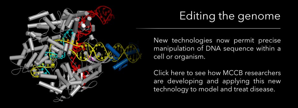 Editing the genome