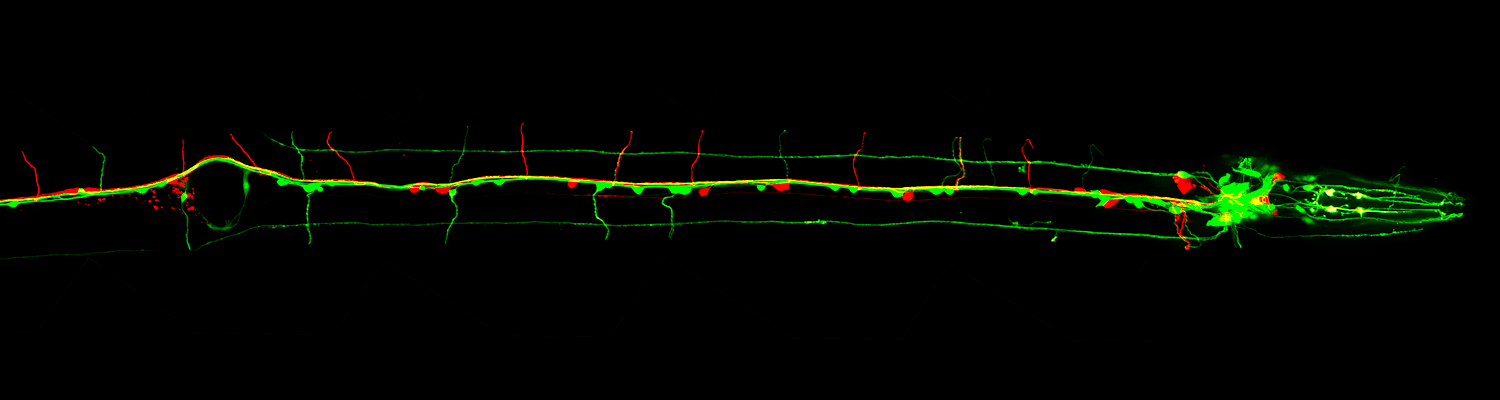 Image2-francislab.jpg
