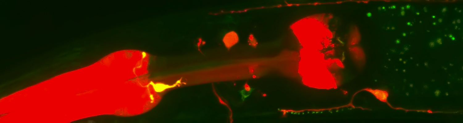 Image3-francislab.jpg