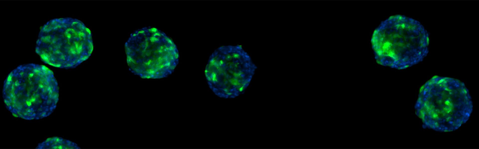 horiz_spheroids_1920_600.png