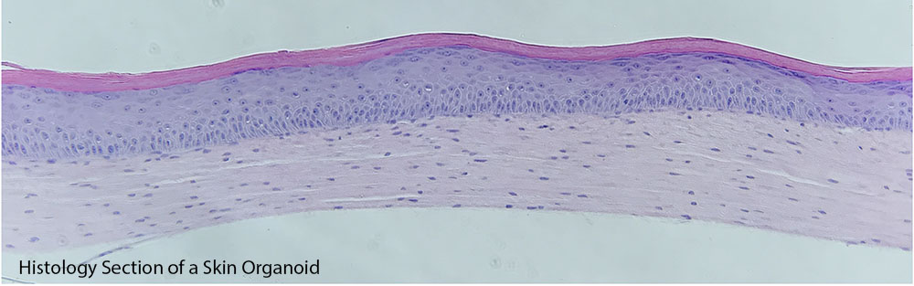 Histology Section of a Skin Organoid