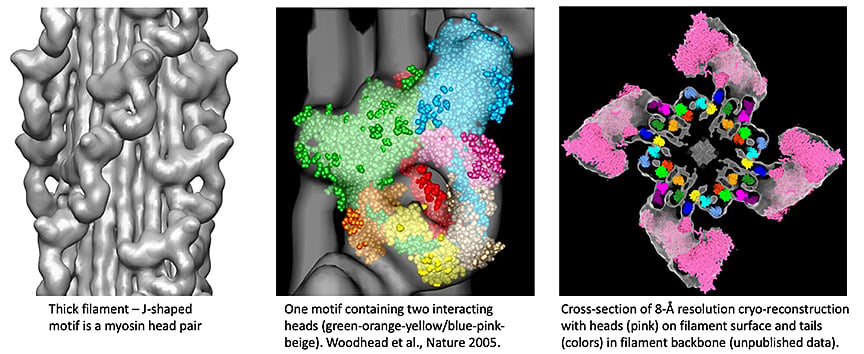 Padrón-Craig Lab - UMass Chan Medical School - Taran fitting