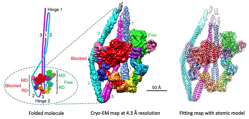 Padrón-Craig Lab - UMass Chan - 10S-myosin