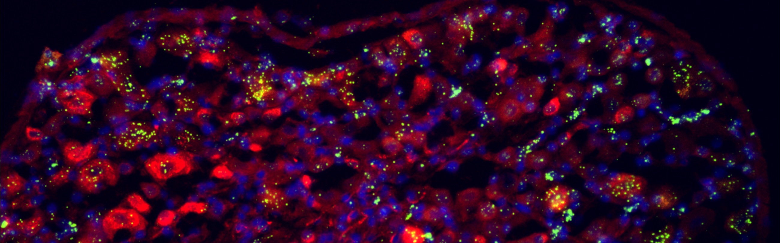 Puig_header_cells.jpg