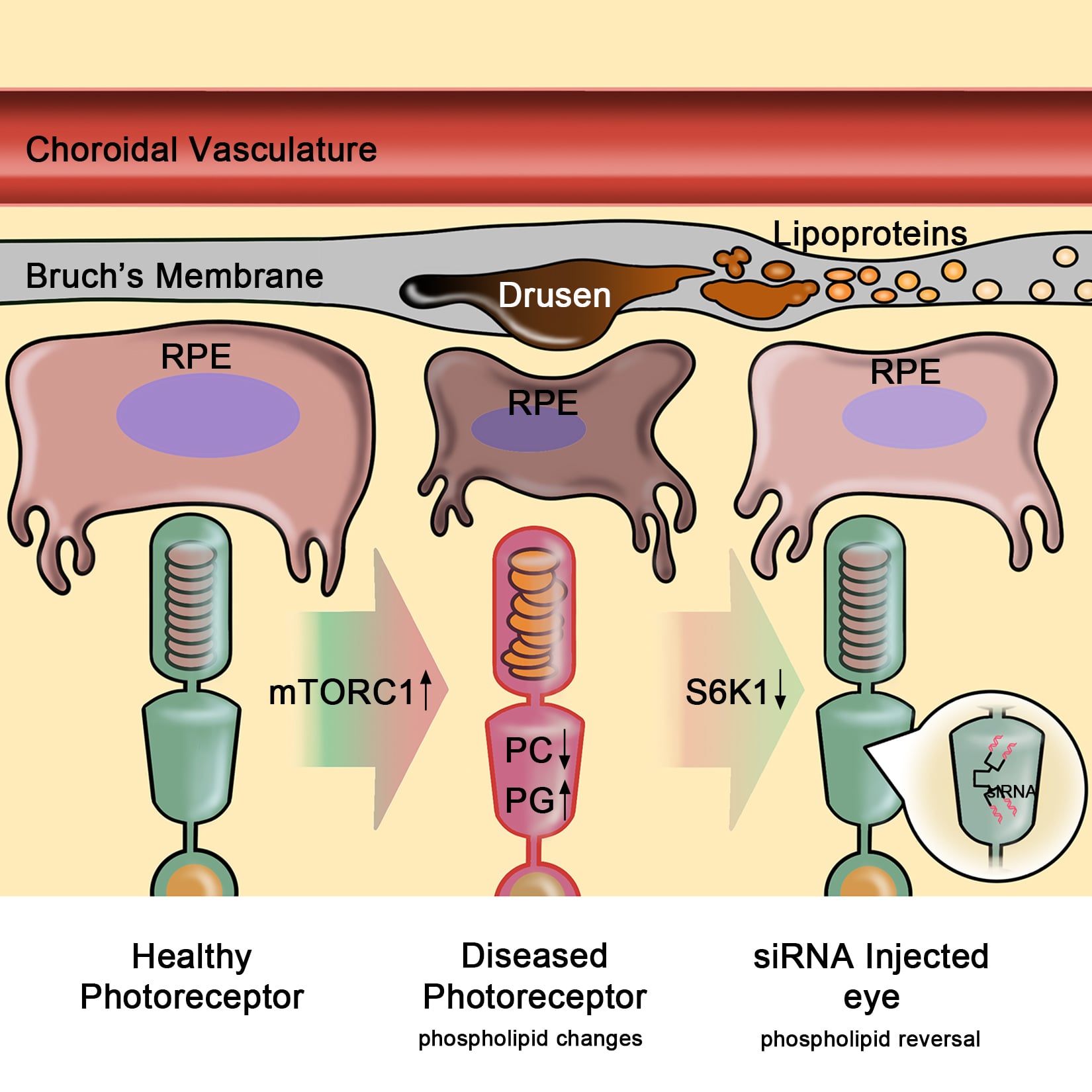 Graphical Abstract of Publication