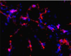 Branching of human endothelial cells formed in vivo in MatrigelTM and mouse supporting cells.