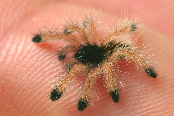 baby tarantula