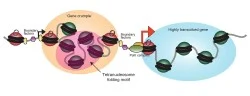 Chromosome folding
