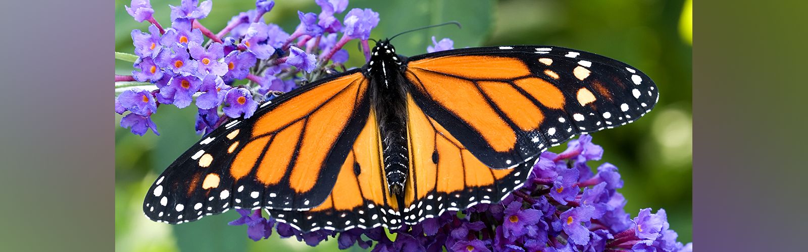 homepage-butterfly-slide.png