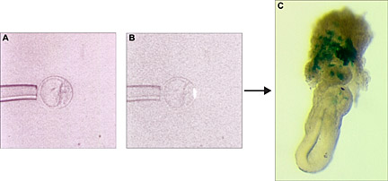 Clonal analysis of cell fate