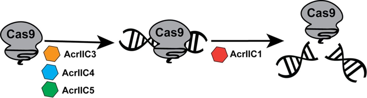 Cas9