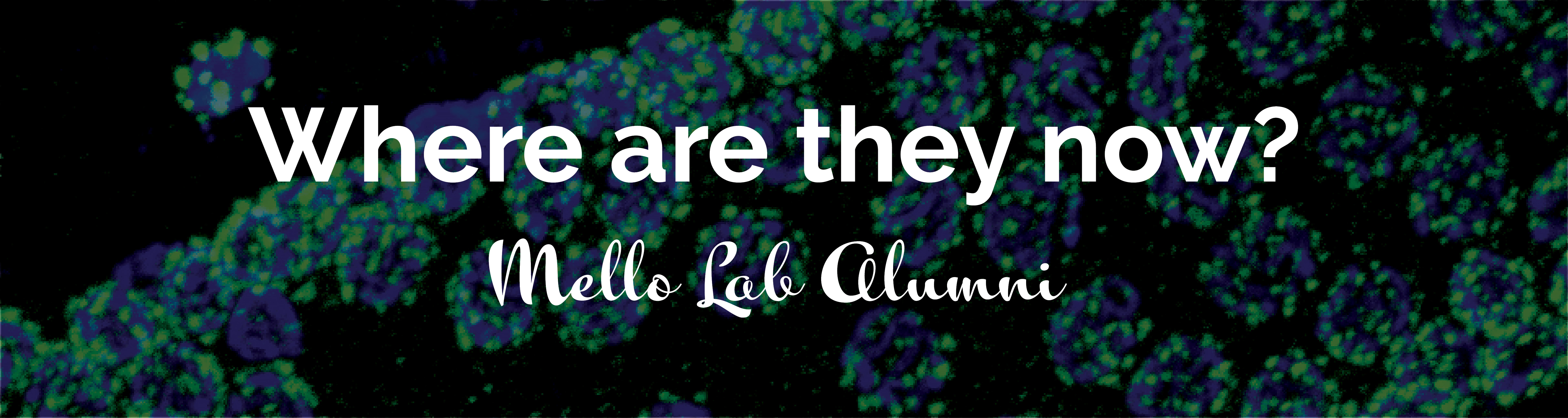 1500x400 Mello Banner .jpg