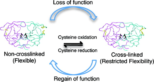 Hydrophobic core flexibility modulates enzyme activity in HIV-1 protease.