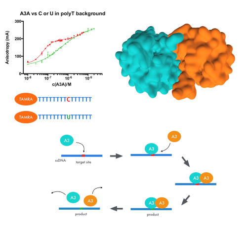 The ssDNA Mutator APOBEC3A Is Regulated by Cooperative Dimerization.(1)