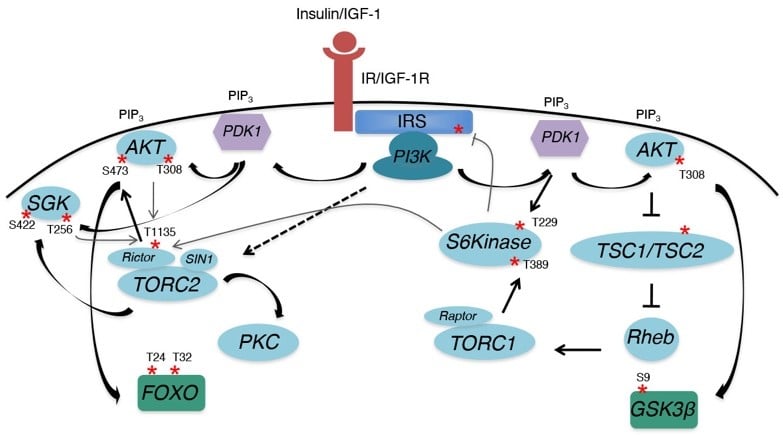 A diagram of a cancer cellDescription automatically generated