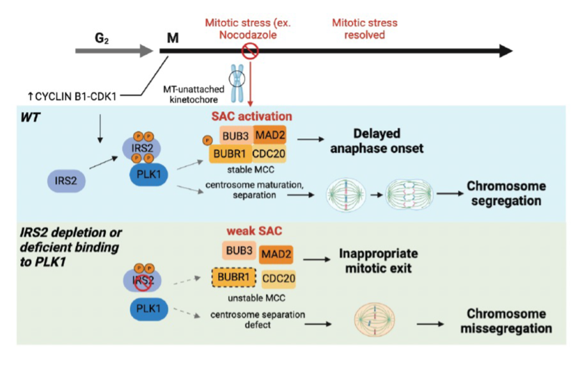 A diagram of mitochondriaDescription automatically generated