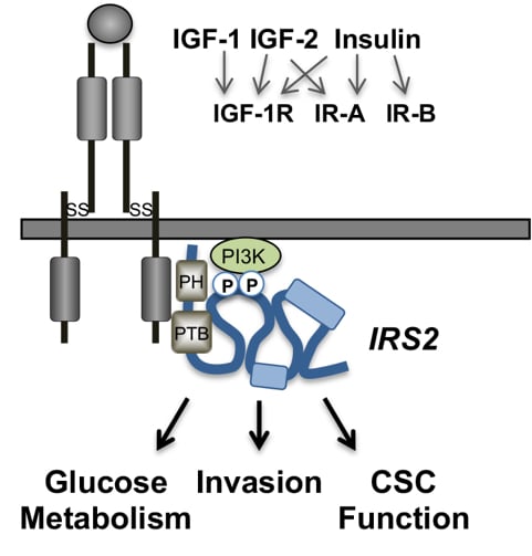 A diagram of a insulin-insulin-insulin-insulin-insulin-insulin-insulin-insulin-insulin-insulin-insulin-insulin-insulin-insulin-insulin-insulin-insulin-insulinDescription automatically generated