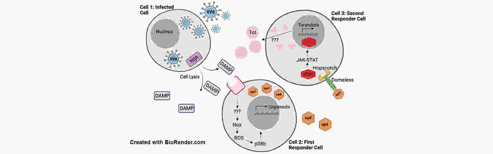 3 Cell Model