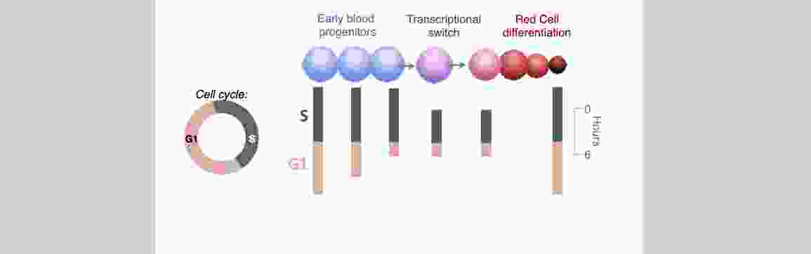 differentiation trajectory_2.jpg