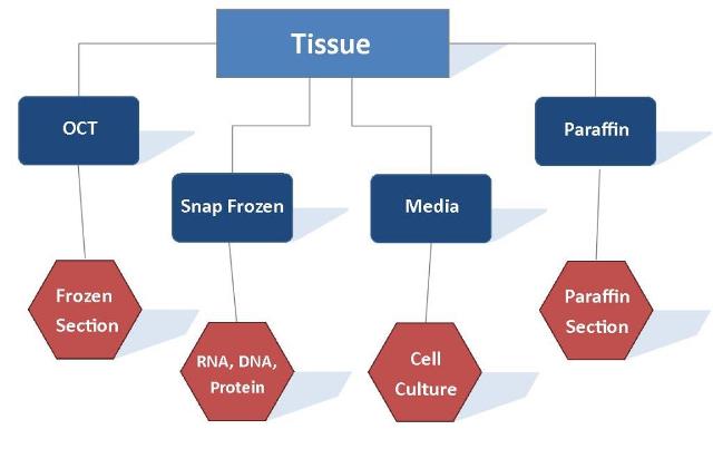  Tissue Process Flowchart-no pic.jpg