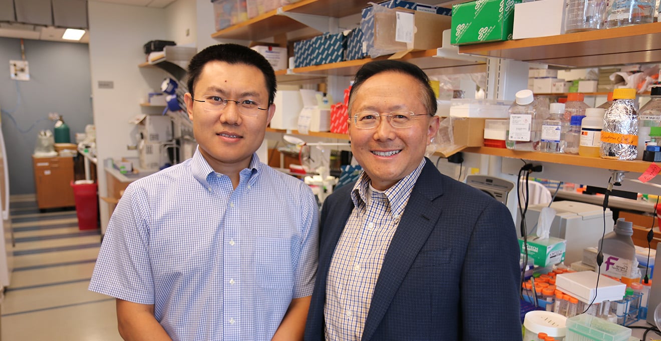 UMass Chan licenses gene therapy for maple syrup urine disease to Plowshare Therapies