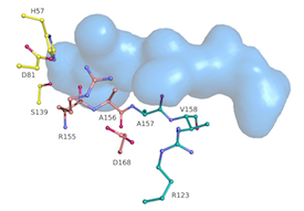 Celia Schiffer, PhD, identified and developed the concept of the “substrate envelope.”  