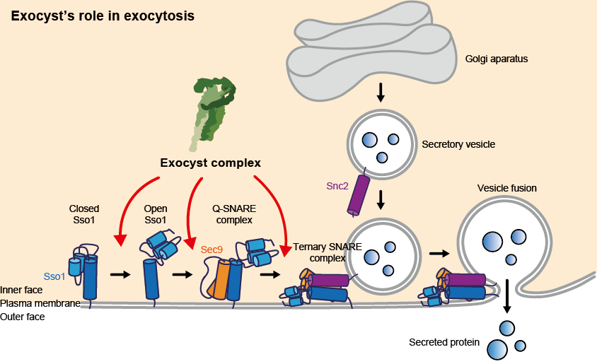 Drawing of the exocyst’s role in exocytosis 