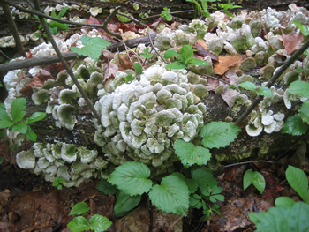 A woodland flora photo by Artist in Residence Andrea Pastick now on exhibit at the Lamar Soutter Library