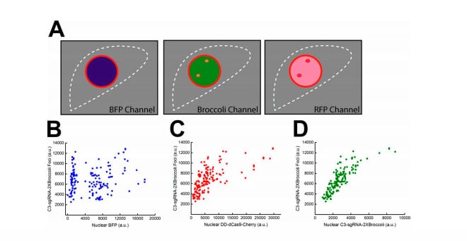 The effect of intranuclear Cas9 and guide RNA level on target interrogation. (A) Illustration of measuring pan-nuclear and target-fluorescence intensities for BFP (blue), C3–guide RNA–2XBroccoli (green for nuclear signal, light green for foci signal), and DD-dCas9-mCherry (pink for nuclear signal and red for foci). The nuclear or foci signals in each cell were imaged and are presented in the dot plots in B–D. The white dashed lines represent the cell’s plasma membrane. (B–D) Scatter plots of the pairwise combinations are nuclear BFP versus C3–guide RNA–2XBroccoli foci, nuclear DD-dCas9-mCherry versus C3–guide RNA–2XBroccoli foci, or nuclear C3–guide RNA–2XBroccoli versus C3–guide RNA–2XBroccoli foci on the x and y axes (n = 165 cells).