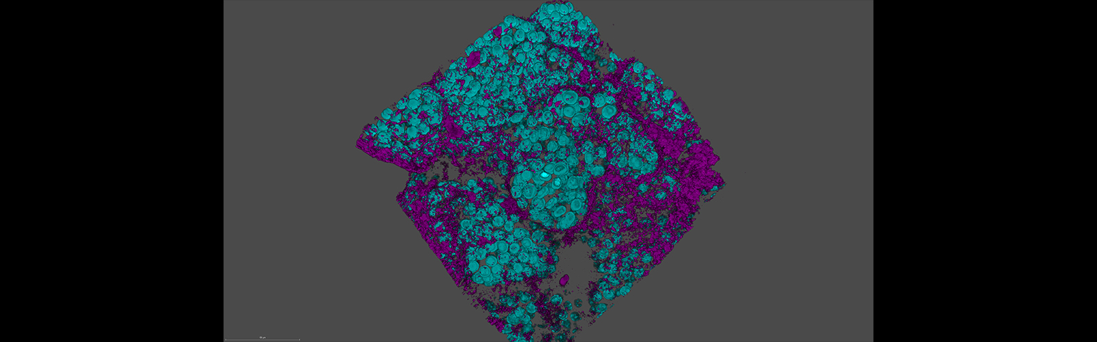 lab image