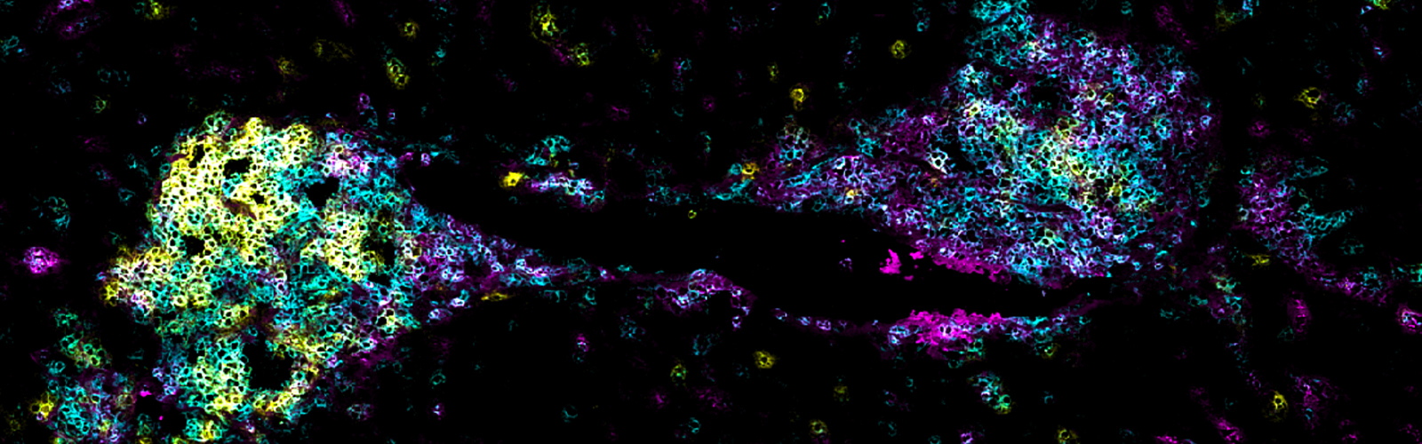 lab image