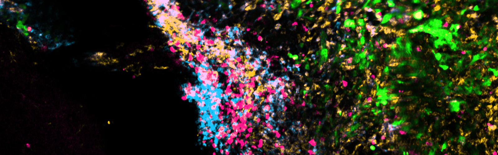 lab image