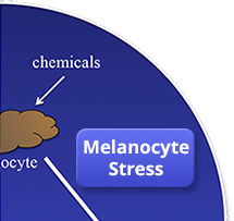 Melanocyte Stress/