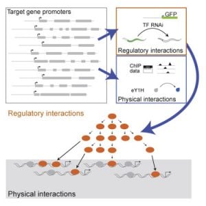 Transcription factor activity mapping