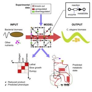 Yilmaz and Walhout, 2016. A C. elegans Genome-Scale Metabolic Network Model