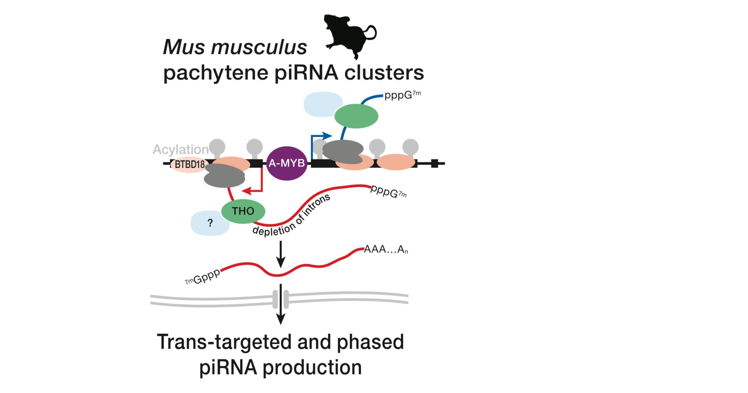 slider_pachytene_pirna2.png