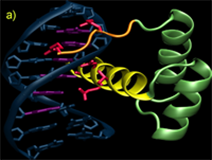 Homeodomain