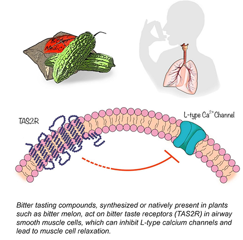 Bitter taste receptors