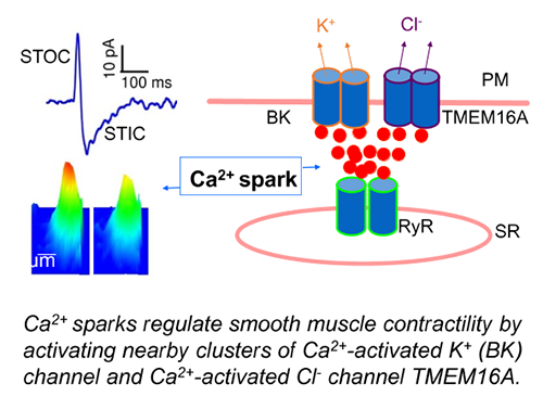 Local Ca2+ signaling